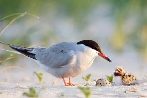 Tern Father