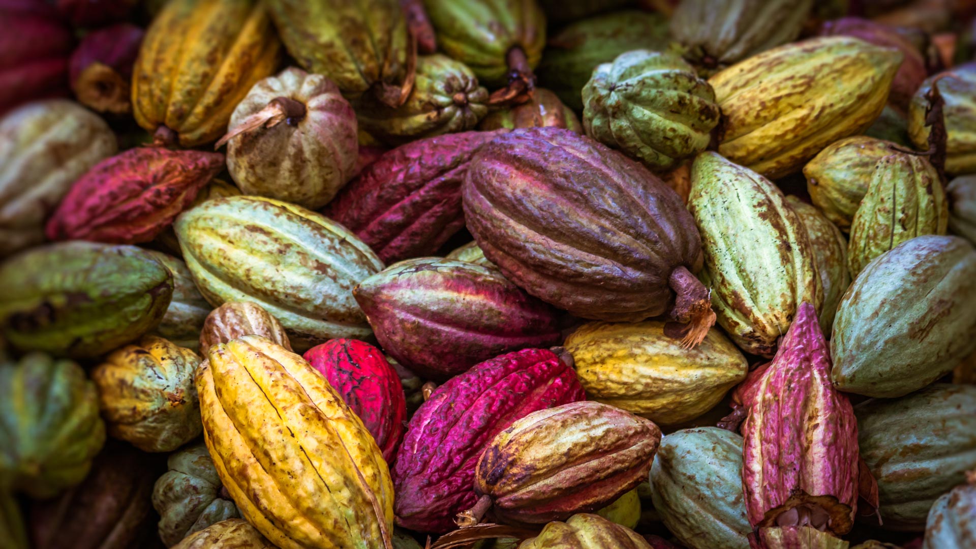 Cocoa Pods