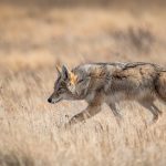 Coyote Banff