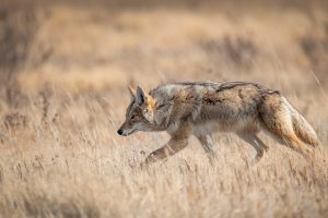 Coyote Banff