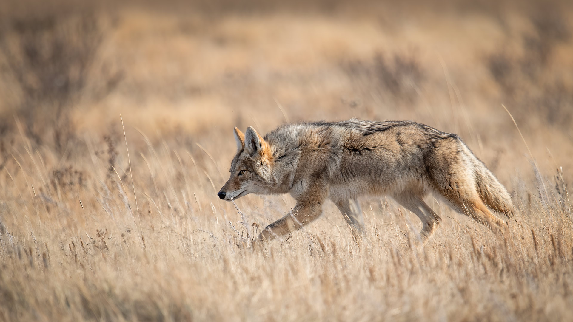 Coyote Banff