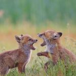 Fox Cubs