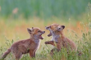 Fox Cubs