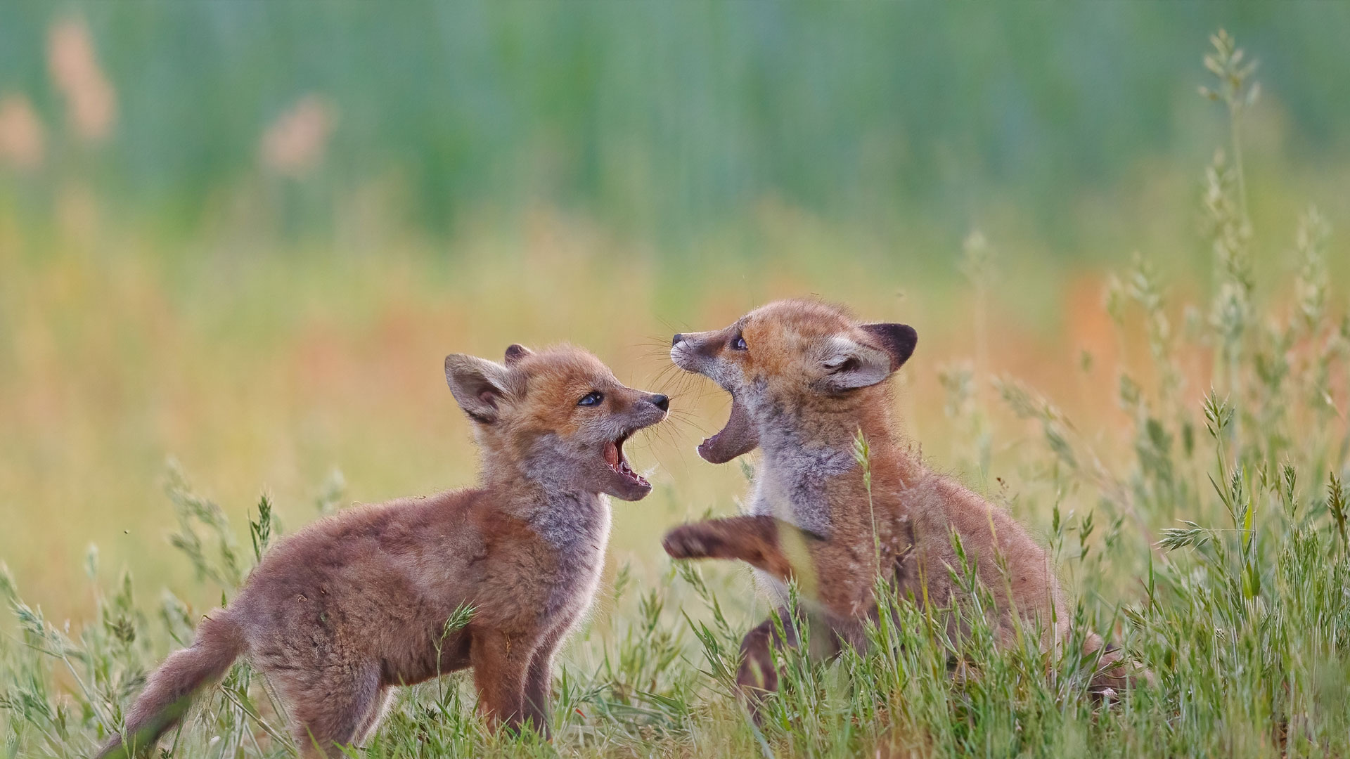 Fox Cubs