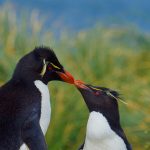 Kissing Penguins