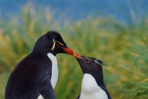 Kissing Penguins