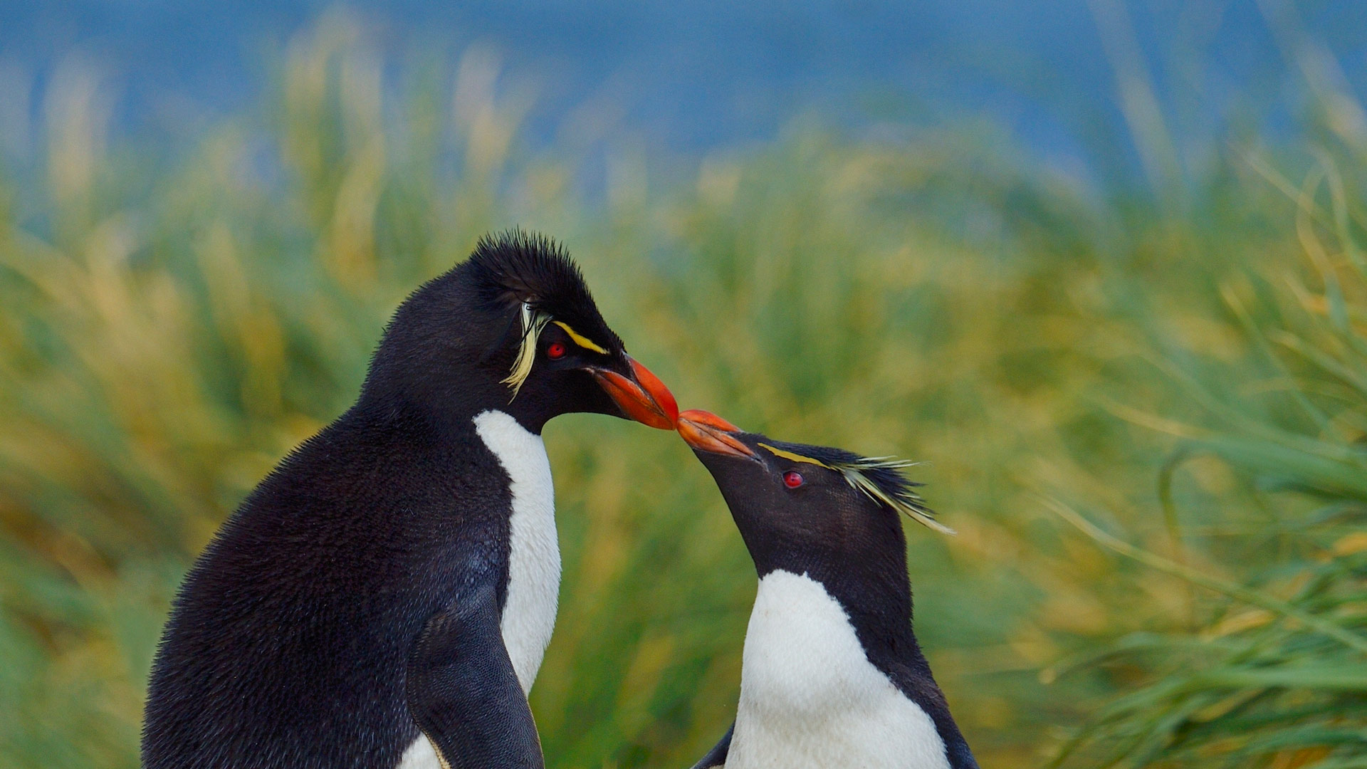 Kissing Penguins