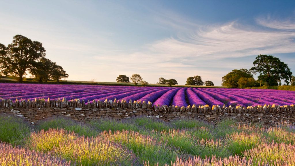 Somerset Lavender