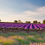 Somerset Lavender