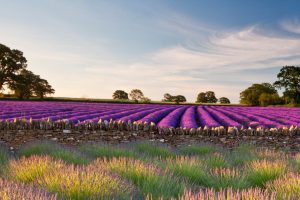 Somerset Lavender