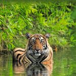 Tiger India