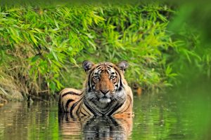 Tiger India