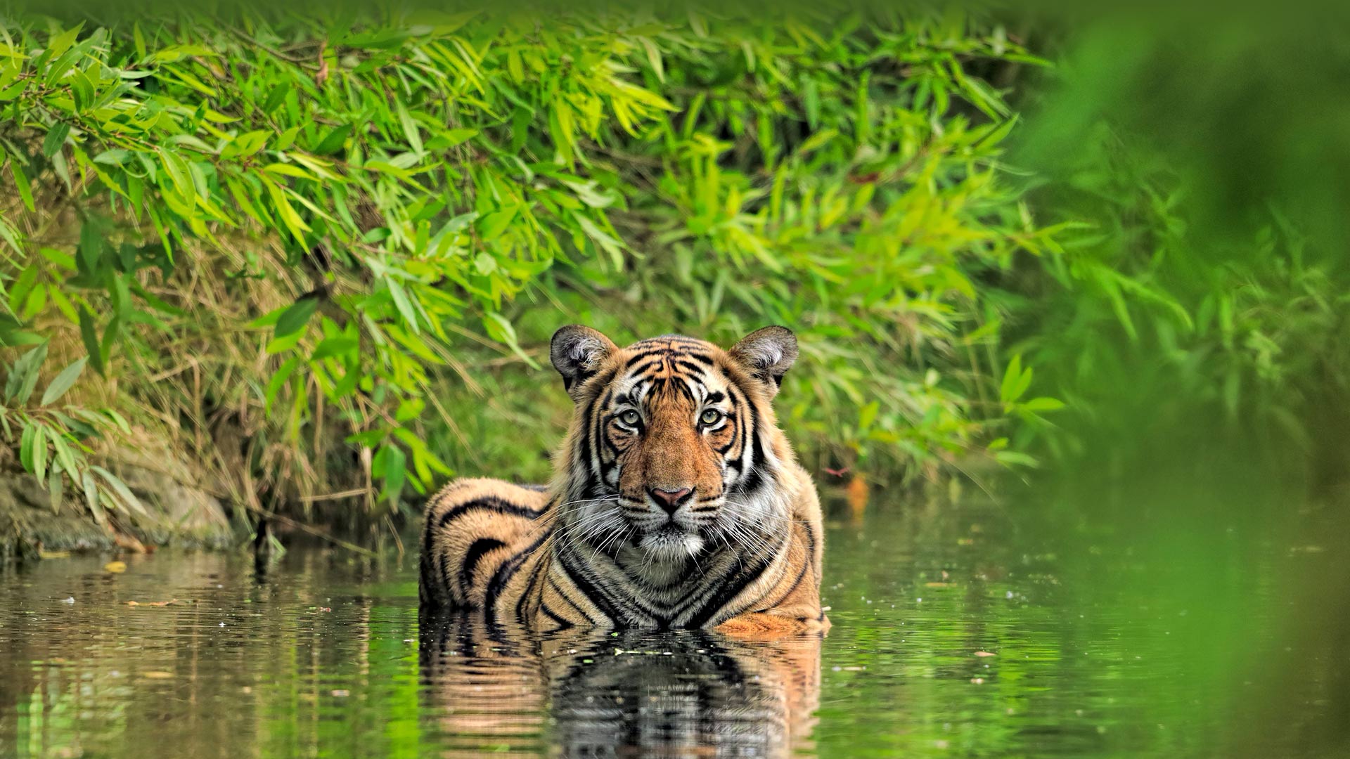 Tiger India