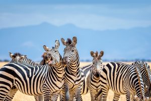 Zebra Cousins