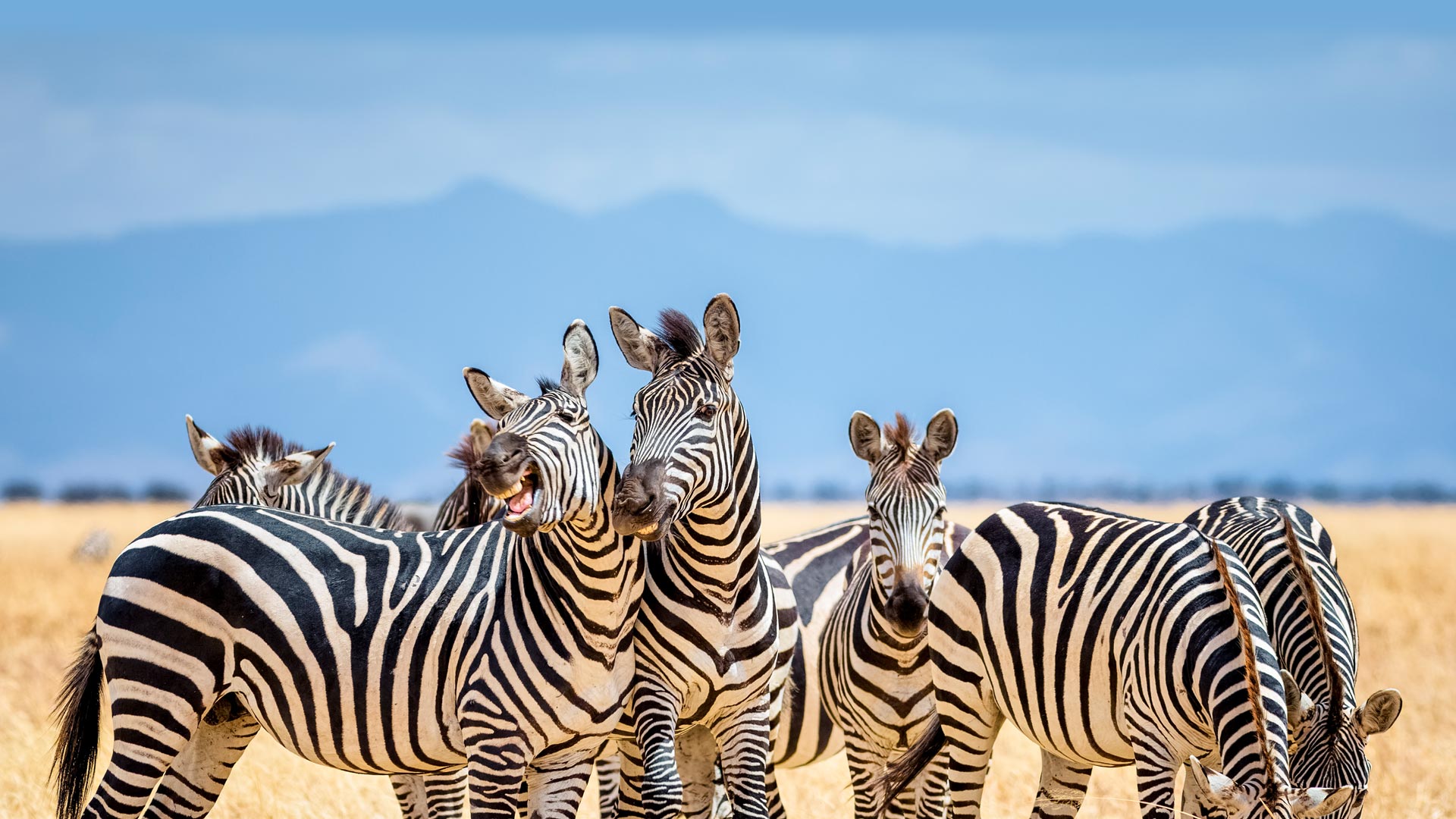 Zebra Cousins