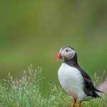 Atlantic Puffin