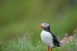 Atlantic Puffin