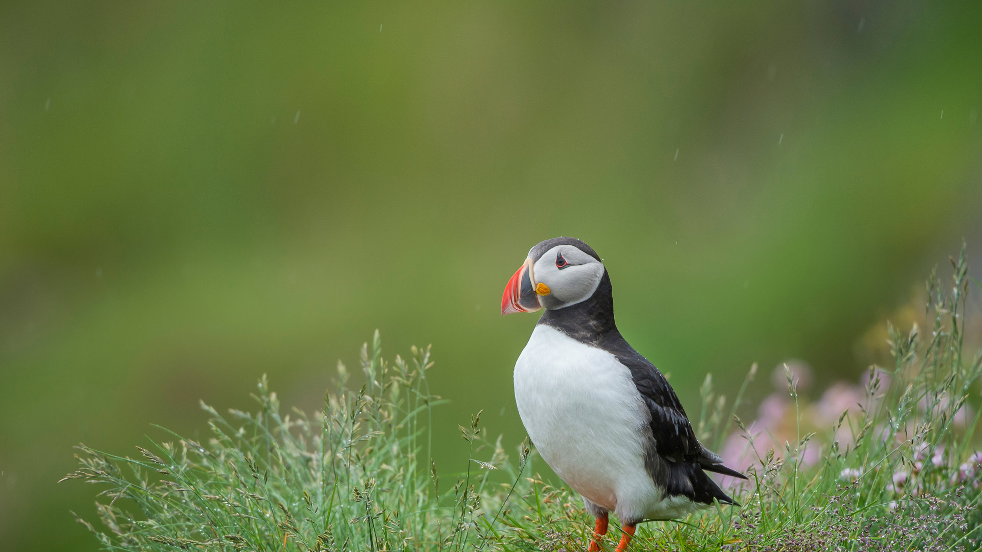 Atlantic Puffin