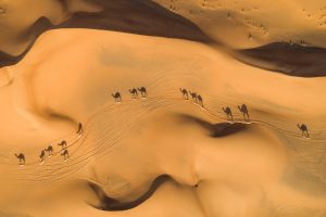 Camels Above