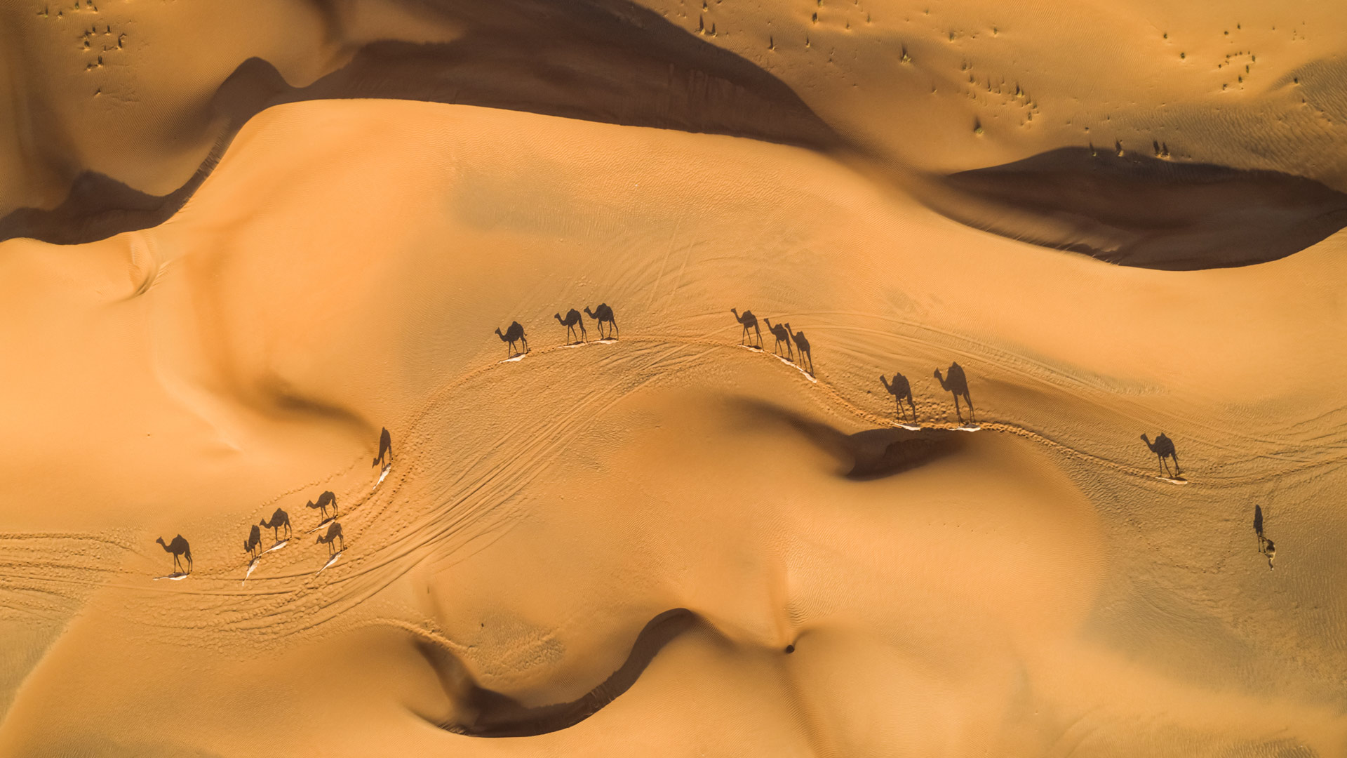 Camels Above