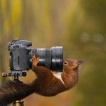 Camera Squirrel