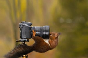 Camera Squirrel