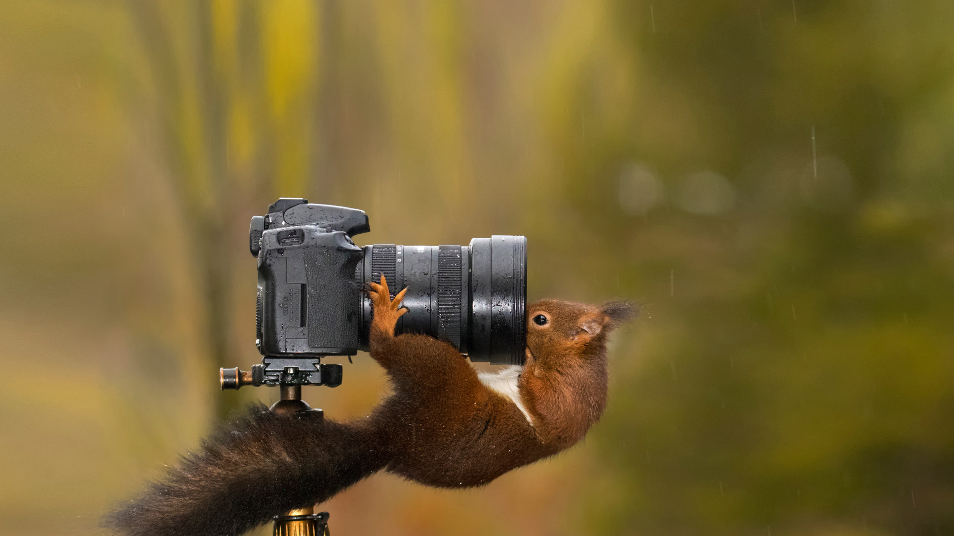 Camera Squirrel