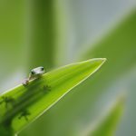 Gecko Leaf