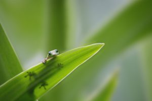 Gecko Leaf