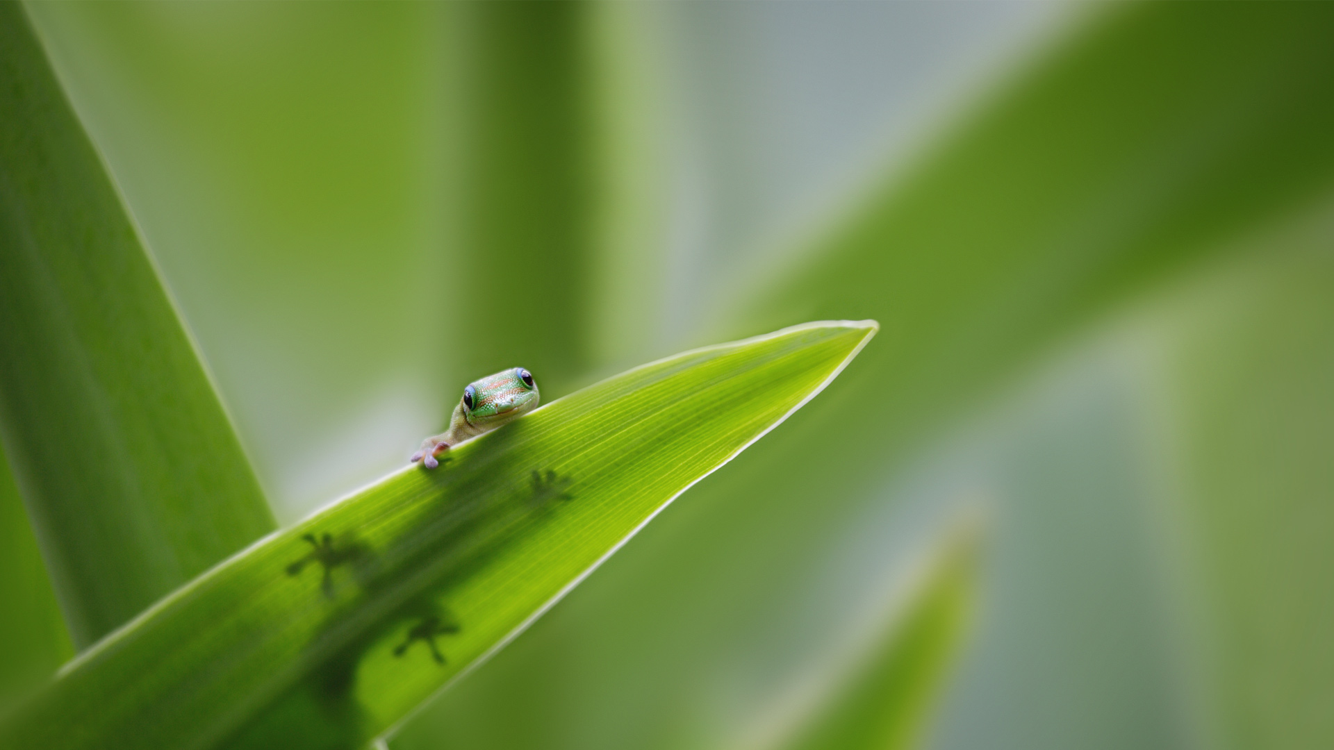 Gecko Leaf