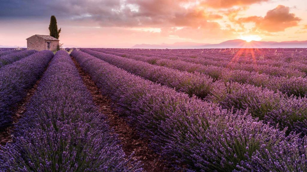 Lavender France