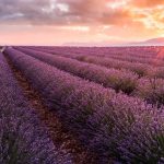 Lavender France