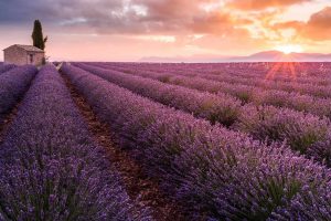 Lavender France