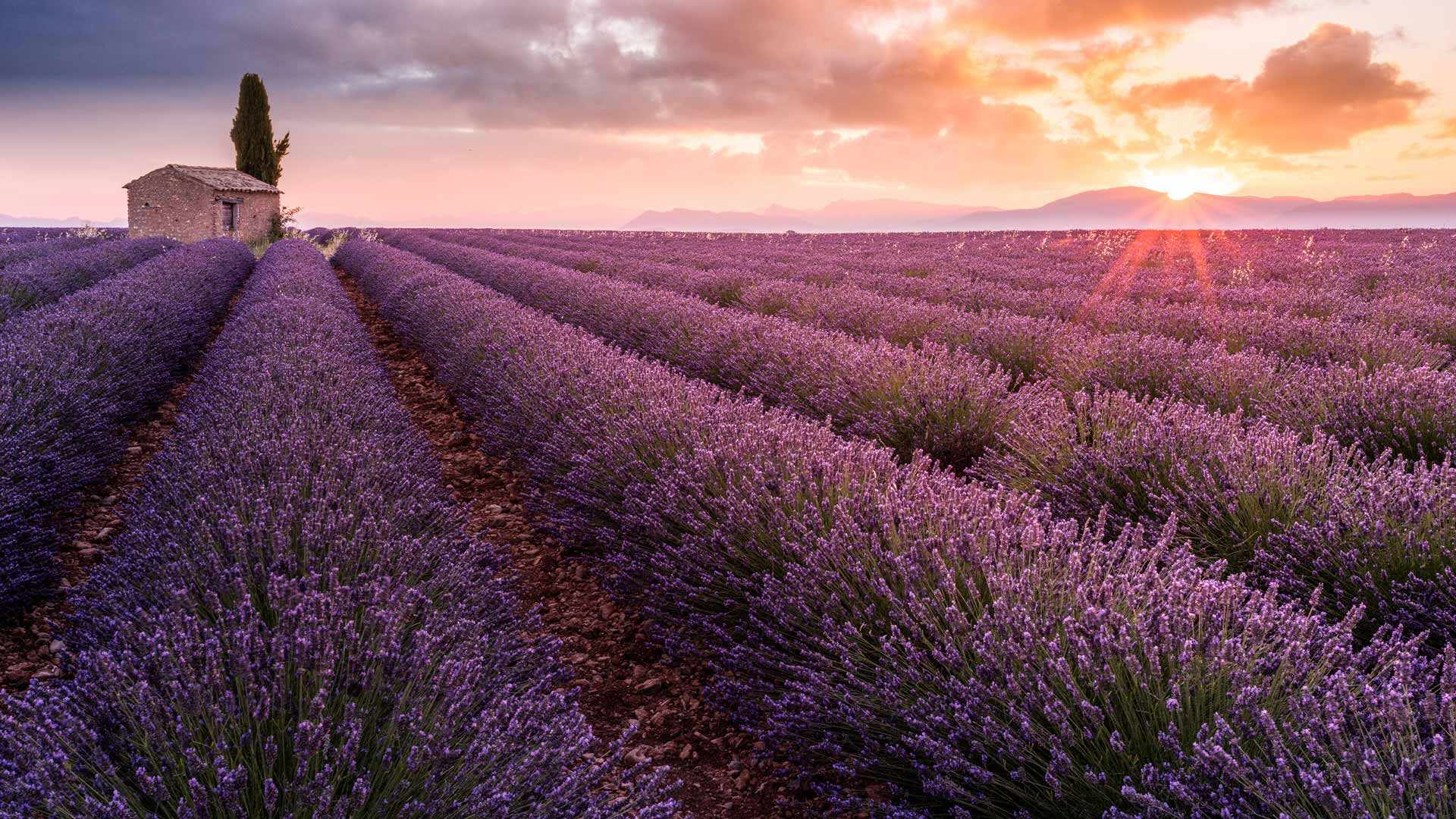 Lavender France