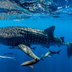 Ningaloo Shark