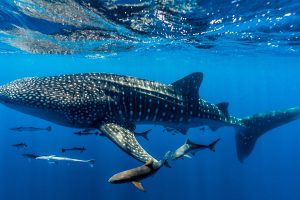 Ningaloo Shark