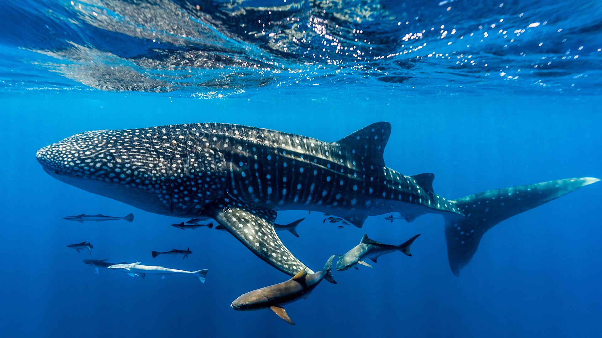 Ningaloo Shark