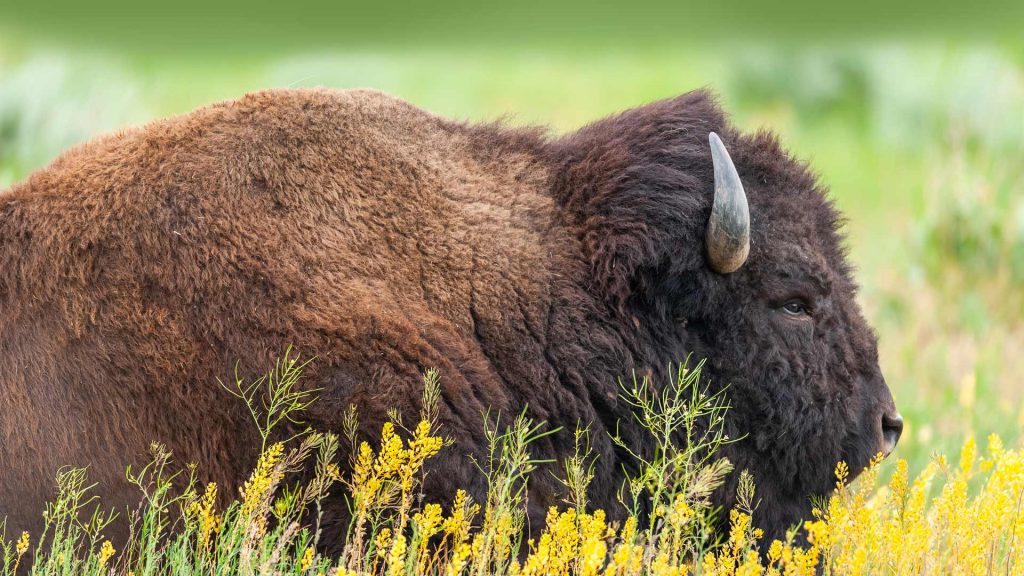 Teton Bison