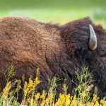 Teton Bison