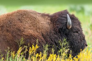 Teton Bison