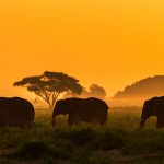 Three Elephants