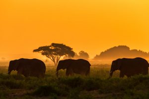 Three Elephants