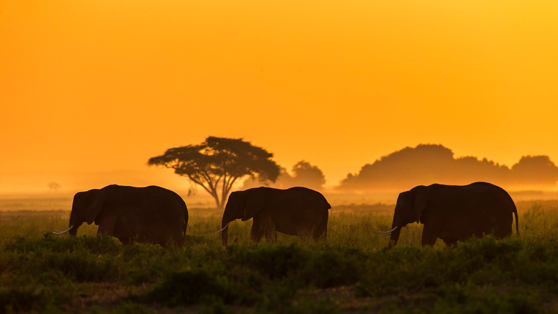 Three Elephants