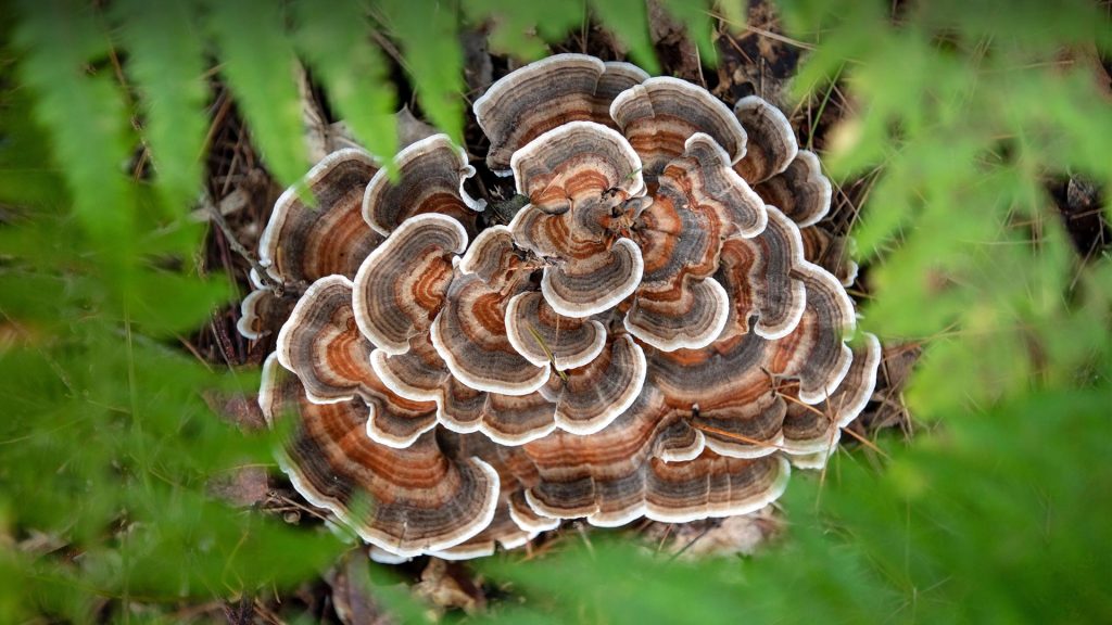 Turkey Tail Mush