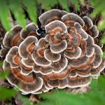 Turkey Tail Mush