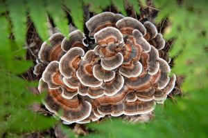 Turkey Tail Mush