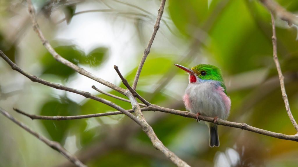 Cuban Tody