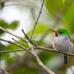 Cuban Tody