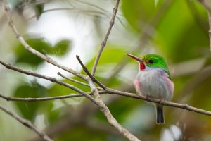 Cuban Tody