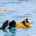 Glacier Bay Otter